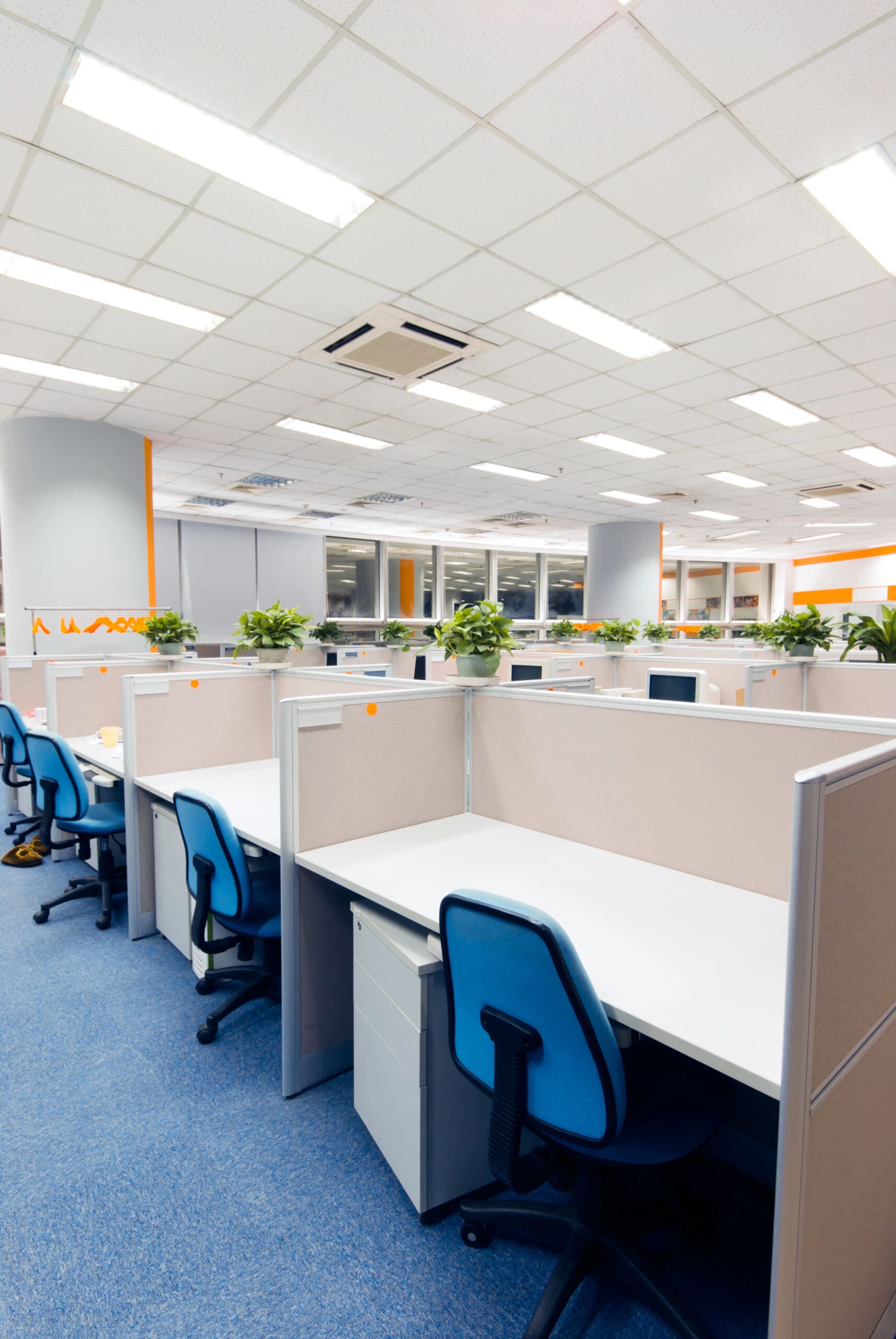 A modern office space with multiple empty cubicles featuring blue chairs and computers. Potted plants adorn the cubicle dividers, and the floor is carpeted in blue. The ceiling, crafted by a skilled dry lining contractor, is lined with fluorescent lights.